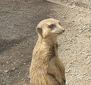 Tierkoommunikation01